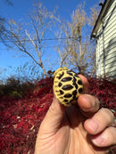 Sri Lankan Star Tortoise 2025