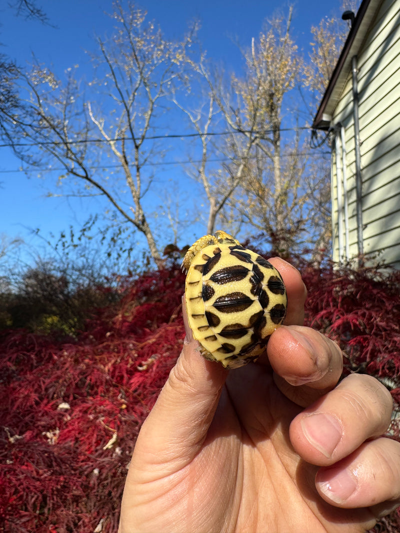 Sri Lankan Star Tortoise 2025