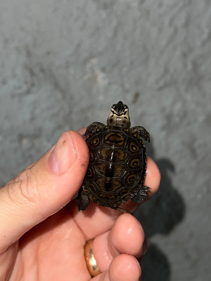 Hi White Concentric Diamondback Terrapin 2023