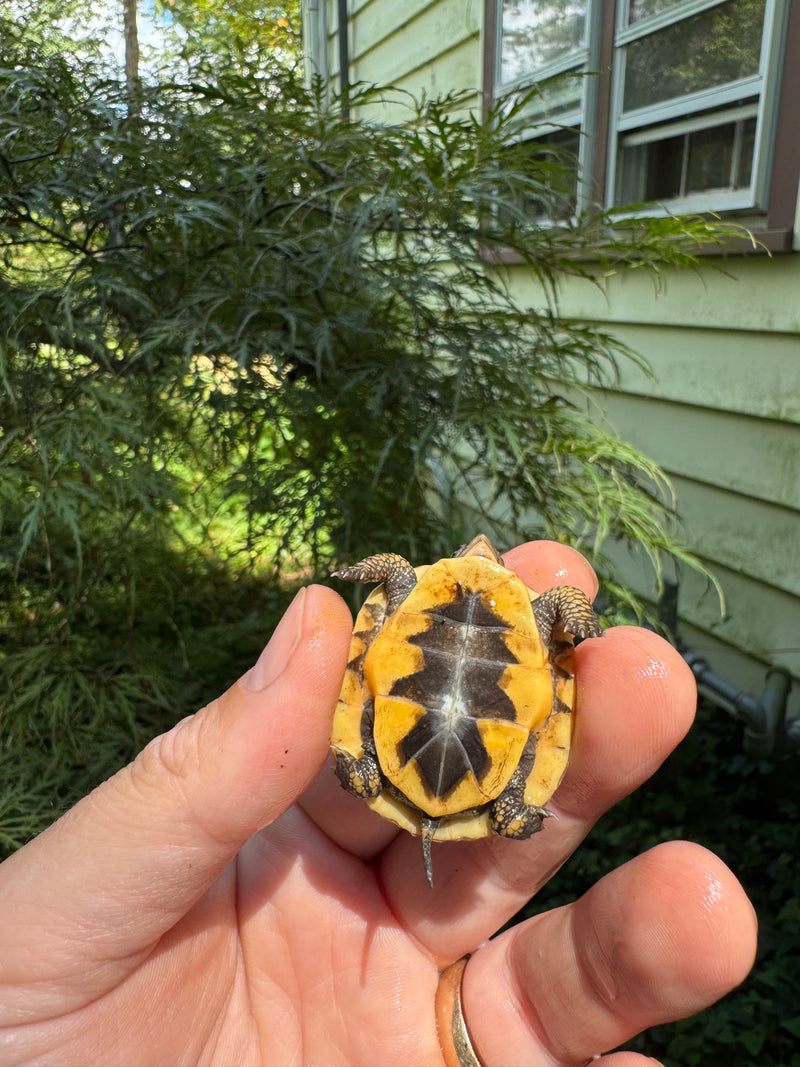 Hi Color Orange Baby Eastern Box Turtle
