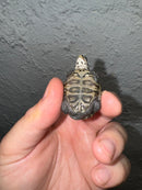 Hi White Concentric Diamondback Terrapin 2024