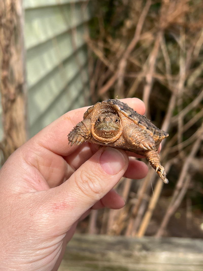 Hypomelanistic Common Snapping Turtle (Nip Tail)  (Chelydra serpentina)