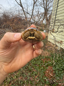 Leopard Tortoise 2025