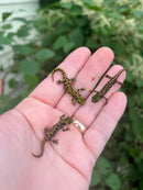 Marbled newt (Triturus marmoratus)