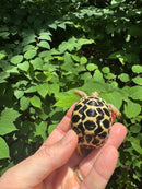 Sri Lankan Star Tortoise 2024