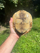 Sumatran Asian Box Turtle Adult Trio (Cuora amboinesis kamaroma)