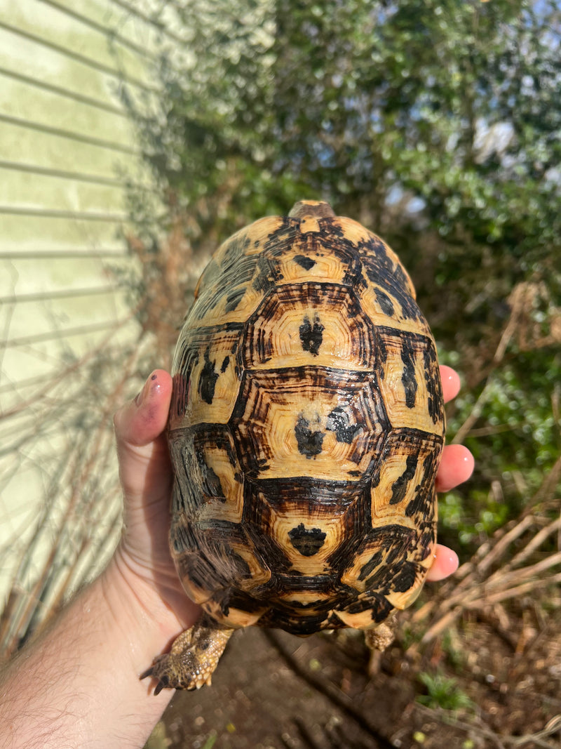 Libyan Greek Tortoise Adult Female