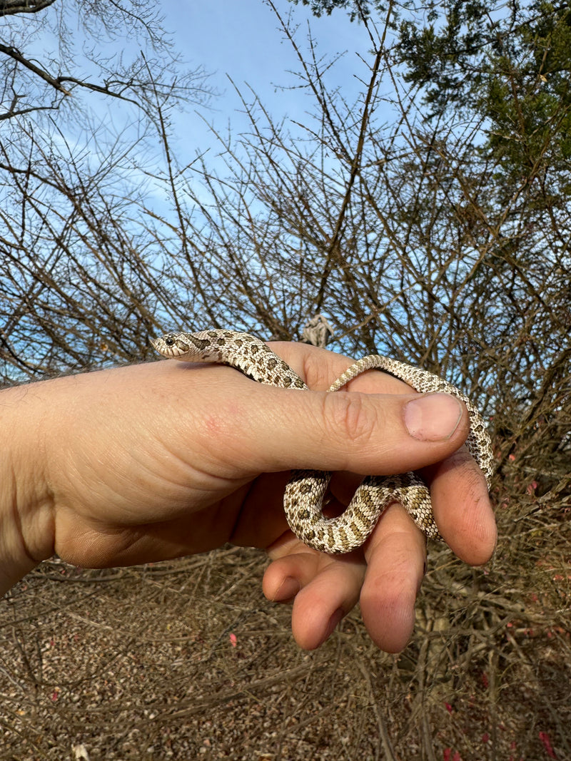 Arctic Western Hognose Snake Female