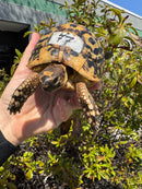 Libyan Greek Tortoise Adult Male