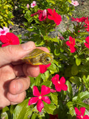 Albino T+ Florida Red Bellied Turtle 2026