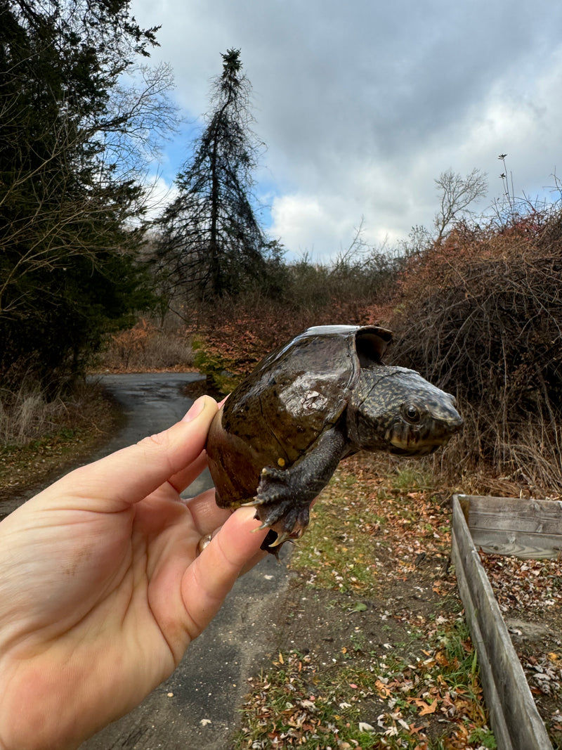 Stripe-necked Musk Turtle Adult Pair