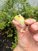 Mutant  Pacman Frog