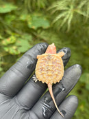 Paradox Albino Common Snapping Turtle 2025