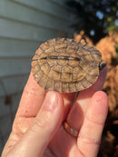 Golden Coin Box Turtle 2023