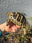 Eastern Hermann's Tortoise Adult Female