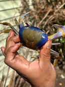 Trinidad Electric Blue Giant Land Crab (Cardisoma guanhumi)