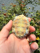 Ornate Diamondback Terrapin Female