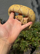 Banana Ball Python Mixed Morph Female