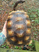 African Spurred Tortoise (13-14 inch) Female