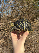Florida Box Turtle Adult Female