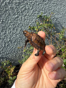 Southern Keeled Box Turtle Baby