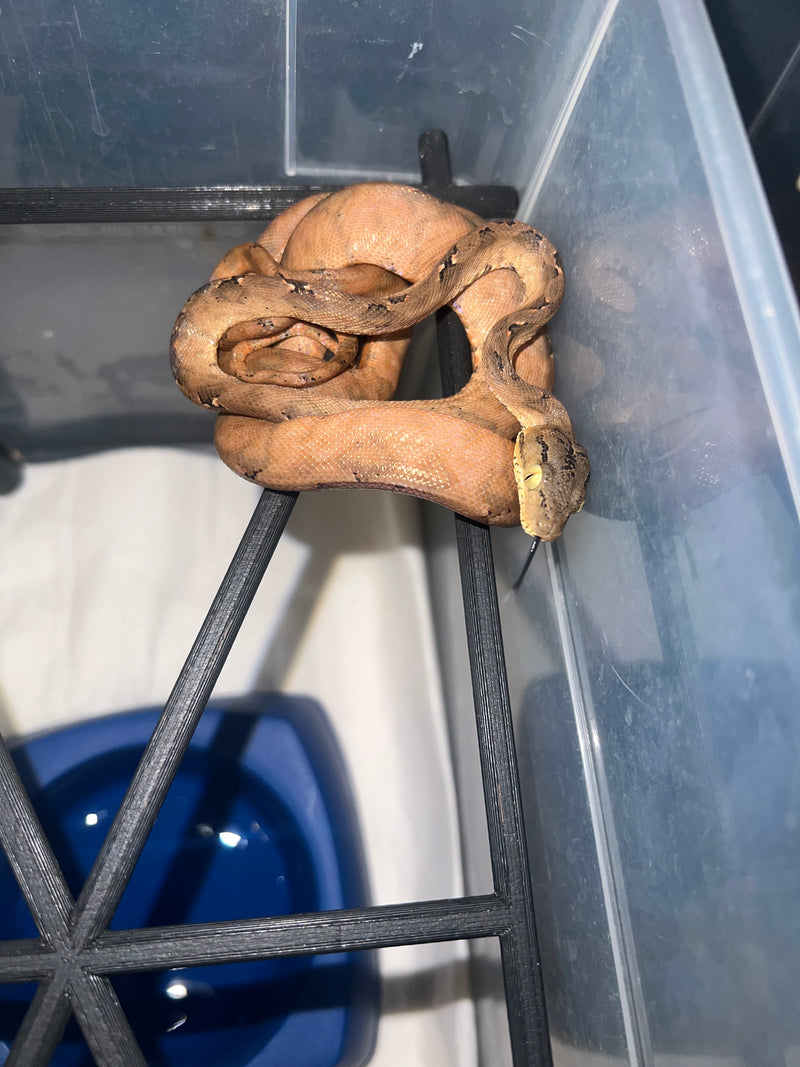 Amazon Tree Boa Baby 2023 CB