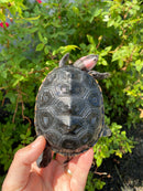 Ornate Diamondback Terrapin Male