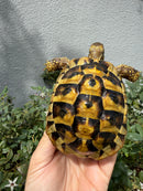 Eastern Hermann's Tortoise Adult Male