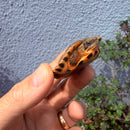 Vietnamese Three-striped Box Turtle