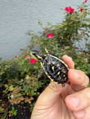 HI YELLOW Florida Box Turtle