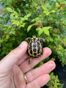 Spider Tortoise Baby