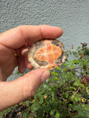 Hypo Stripe-necked Musk Turtle SUB Adult Female