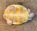 Albino Ornate Diamondback Terrapin Female