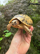 Libyan Greek Tortoise Adult Female