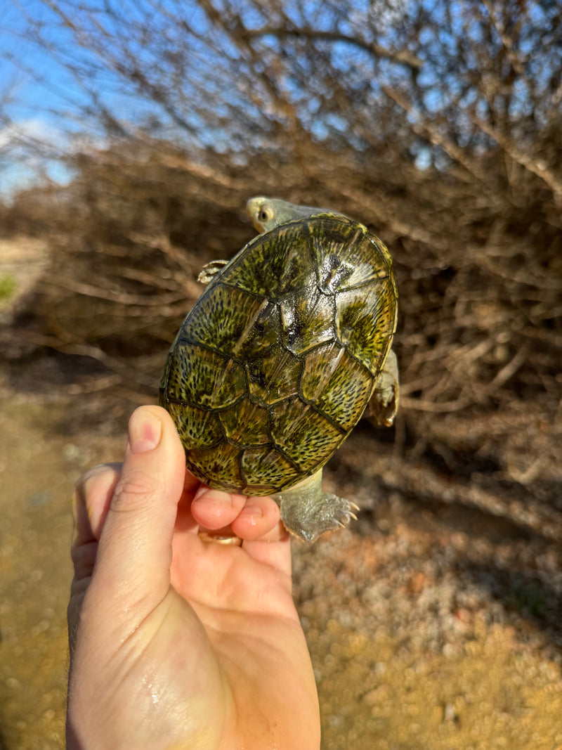 Vampire Musk Turtle Adult Pair