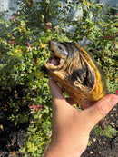 Pacific Giant Musk Turtle Adult Female