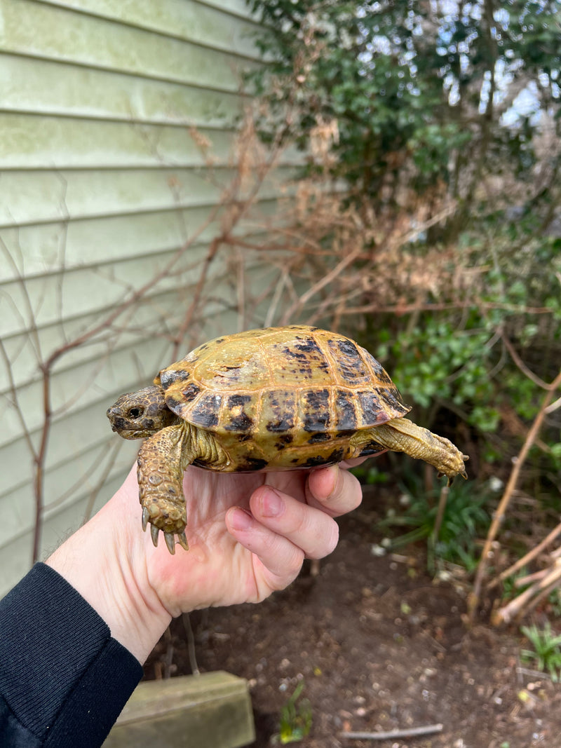 Russian Tortoise Adult 1.3  (Testudo horsfieldii)