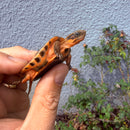 Vietnamese Three-striped Box Turtle