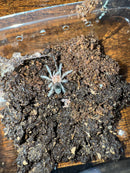 Brazilian Black Tarantula (.5-.75 inch)  (Grammostola pulchra)
