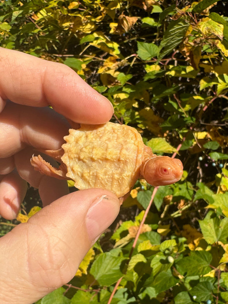 Baby Albino Common Snapping Turtle (Imperfect Shell) (Chelydra serpentina)