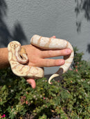 Banana Ball Python Mixed Morph Female
