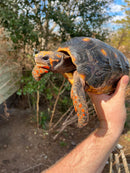 Barbados Red Foot Tortoise Adult Pair (Chelonoidis carbonaria)