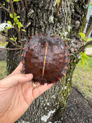 Spiny Hill Turtle CB 2024