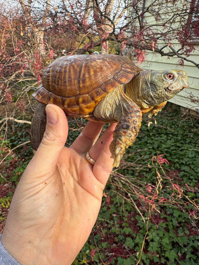 Desert Box Turtle Adult Male CB