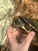 Malayan Snail-eating Turtle Adult Male