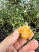Golden Flame Florida Red Bellied Turtle 2026