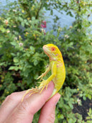 Crimson Red Albino Green Iguana 2026