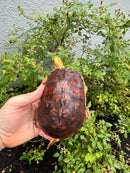 McCord's Box Turtle Adult Male