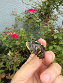 HI YELLOW Florida Box Turtle