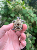 HI YELLOW Florida Box Turtle Baby